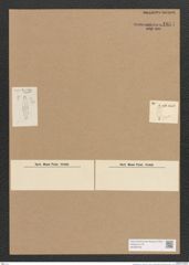Pleurostauron sp. (de-Toni-Nr.: Genus 7) Zeichnungen Sammlung Grunow Nr. 1851 (NHMW-BOT-W0368789)